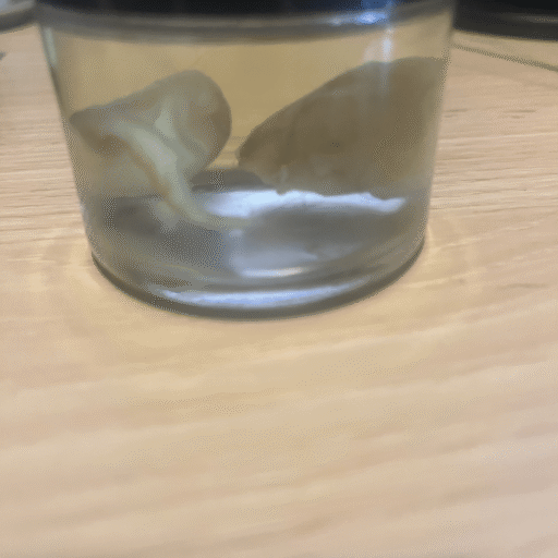 fox testicles